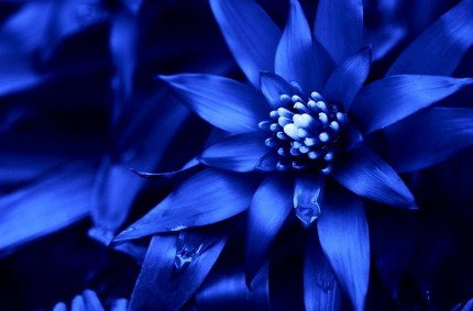 Hotel zur Blauen Blume